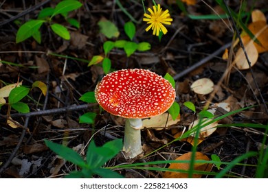 the most famous and most recognizable red toadstool mushroom with a red cap with white dots - Shutterstock ID 2258214063