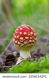 the most famous and most recognizable red toadstool mushroom with a red cap with white dots - Shutterstock ID 2258214291