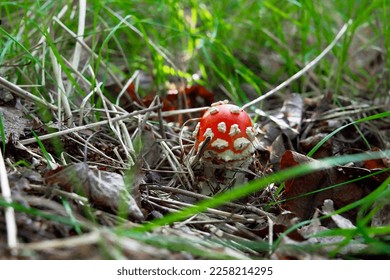 the most famous and most recognizable red toadstool mushroom with a red cap with white dots - Shutterstock ID 2258214295