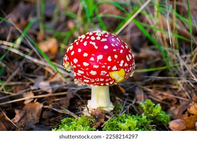 the most famous and most recognizable red toadstool mushroom with a red cap with white dots - Shutterstock ID 2258214297