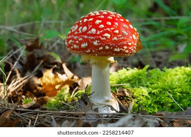 the most famous and most recognizable red toadstool mushroom with a red cap with white dots bitten by an animal - Shutterstock ID 2258214407
