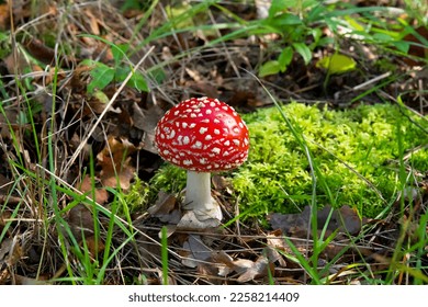 the most famous and most recognizable red toadstool mushroom with a red cap with white dots - Shutterstock ID 2258214409