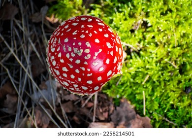 the most famous and most recognizable red toadstool mushroom with a red cap with white dots - Shutterstock ID 2258214501