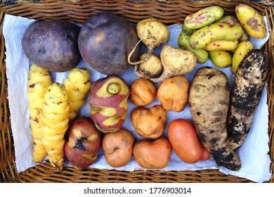 The most frecuent tubers from the Peruvian Andes (Oca, Ullucus, Arracacha, Maca, Mashua, Potatos)