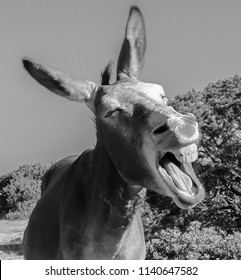 The most merry donkey in the world in black and white