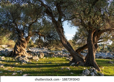 The most oldest olive trees in Croatia. Olive garden. Some of them are more then 1000 years old - Shutterstock ID 1887393043