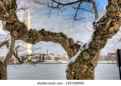 Cherry Trees Winter Images Stock Photos Vectors Shutterstock