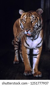 The Most Precious Tiger, The South China Tiger Panthera Tigris Amoyensis