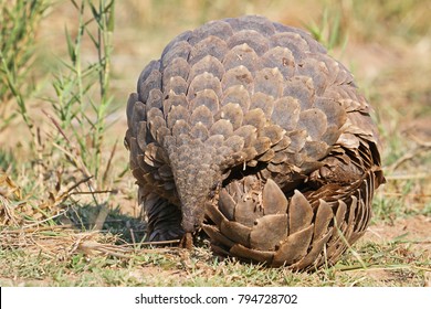 Most smuggled animal in the world, the pangolin.
