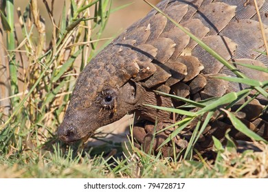Most smuggled animal in the world, the pangolin.