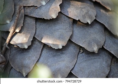 Most smuggled animal in the world, the pangolin.