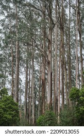 Most Species Of Eucalyptus Are Native To Australia, And Every State And Territory Has Representative Species. About Three-quarters Of Australian Forests Are Eucalypt Forests