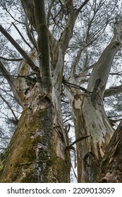 Most Species Of Eucalyptus Are Native To Australia, And Every State And Territory Has Representative Species. About Three-quarters Of Australian Forests Are Eucalypt Forests