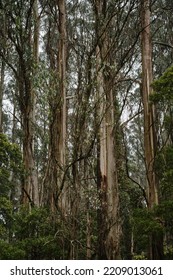 Most Species Of Eucalyptus Are Native To Australia, And Every State And Territory Has Representative Species. About Three-quarters Of Australian Forests Are Eucalypt Forests