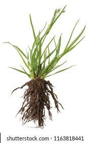 The Most Terrible Weed In The Garden Is The Thistle Plant With Dirty Roots. Isolated On White Studio Macro Shot