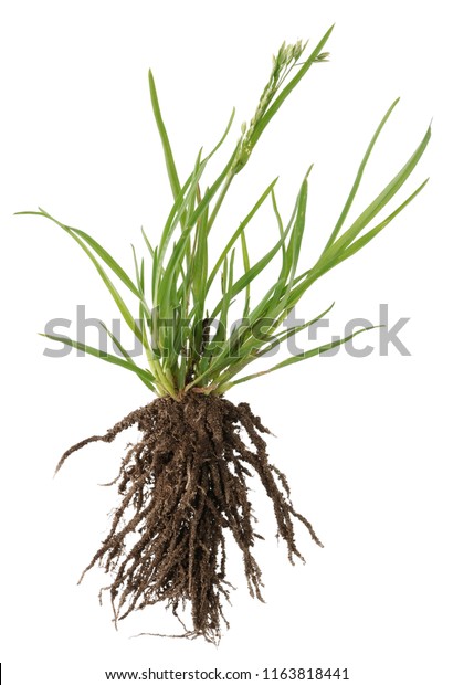 庭で一番ひどい雑草は根の汚いアザミの植物だ 白いスタジオマクロショットに分離 の写真素材 今すぐ編集