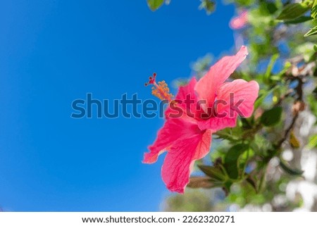 Mostly blurred closeup of hawaiian hibiscus. Neon barbie pink color of petals with selective focus. Green leaves and blue sky background. Copy space for text