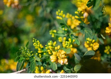 Mostly blurred closeup of yellow flowers of rambling cassia or moneybush. Yellow candlewood blossoms on green leaves background on a sunny day. Summer nature wallpaper. Senna bicapsularis - Shutterstock ID 2251443593