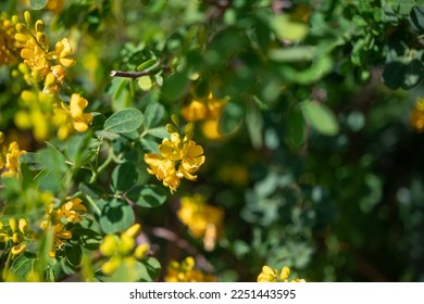 Mostly blurred closeup of yellow flowers of rambling cassia or moneybush. Yellow candlewood blossoms on green leaves background on a sunny day. Summer nature wallpaper. Senna bicapsularis - Shutterstock ID 2251443595