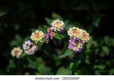 Mostly blurred lantana aculeata white, yeallow and pink flowers on dark green leaves background. Colorful blossoms of hedgeflower or cherry pie. Decorative prickly pink sage bush. Tropical flora