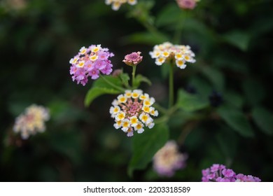 Mostly blurred lantana aculeata white, yeallow and pink flowers on dark green leaves background. Colorful blossoms of hedgeflower or cherry pie. Decorative prickly pink sage bush. Tropical flora