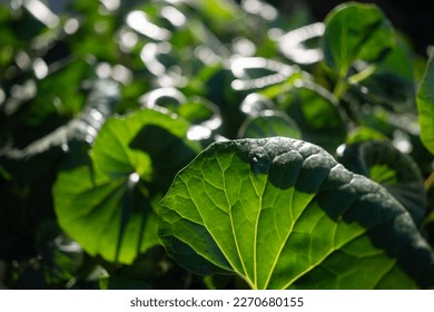 Mostly blurred large round glossy leaves background of leopard plant, tractor seat plant or green leopard plant. Native Japanese flora with fleshy leaves. Farfugium japonicum