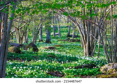 Motala Sweden May 2022
Swedish Nature At Its Best. Nature Reserve In Motala. 