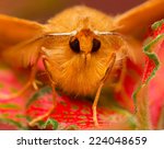 Moth