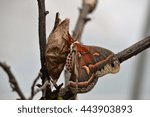 Moth