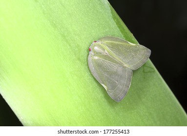 moth