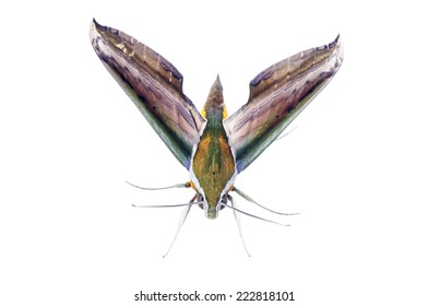 Pantry Moth Stock Photos Images Photography Shutterstock