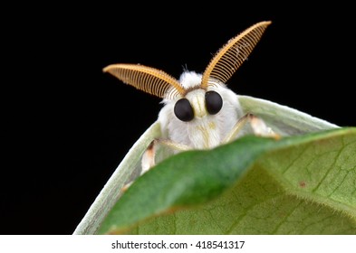 Moth 
