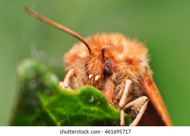 Moth