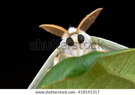 Moth 