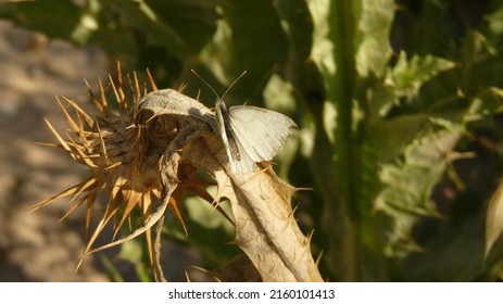 A moth above an Onopordum tauricum Willd