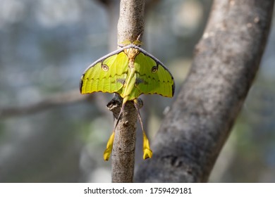 Moth Actias Luna, A Beautiful Giant