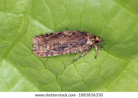 Moth of Agonopterix (family Oecophoridae, Elachistidae). Carrots, dill and lovageis are damaged by a caterpillar of this species. Stock photo © 