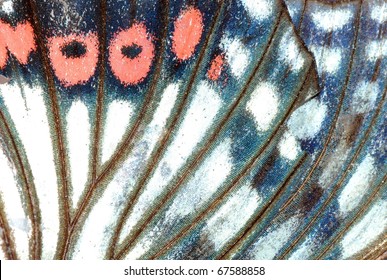 Moth Butterfly Wing Detail Texture Background