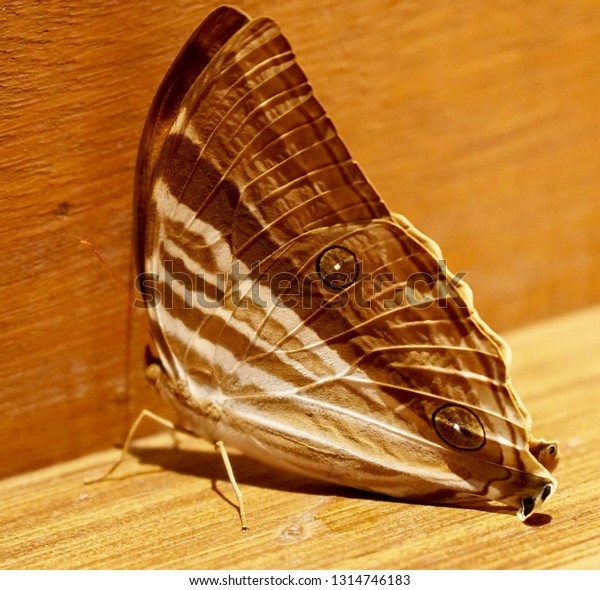 Moth Came Visit My Hotel Room Stock Photo Edit Now 1314746183