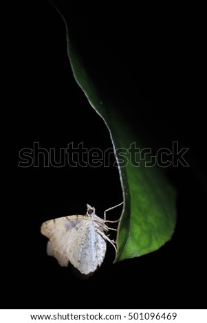 Similar – Image, Stock Photo Garden snail XV