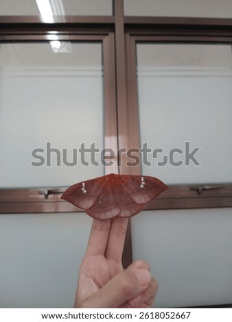 moth close up with window background