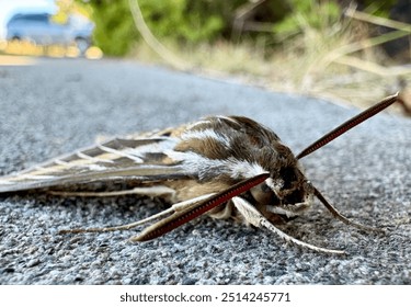 A moth entombed in thyme