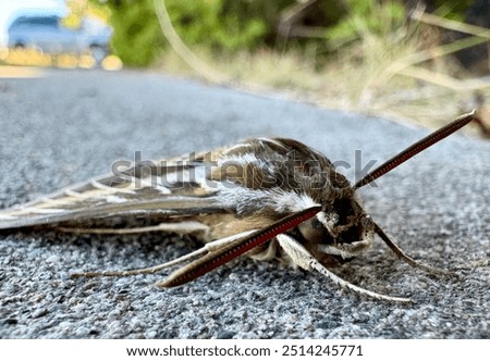 A moth entombed in thyme