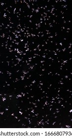 Moth Flying In The Neon Light