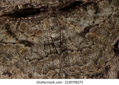 Moth Geometridae Focus Stacking ( Spanner )