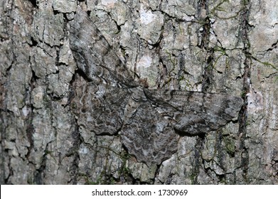 Moth Camouflage Images, Stock Photos & Vectors | Shutterstock