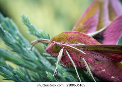 Moth Hawk Moth On An Evergreen Cover, Incredible Wildlife