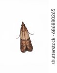 Moth, Indian mealmoth (Plodia interpunctella) on white background