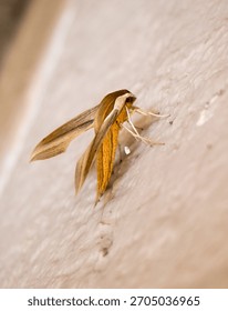 moth insect bug alien amazing