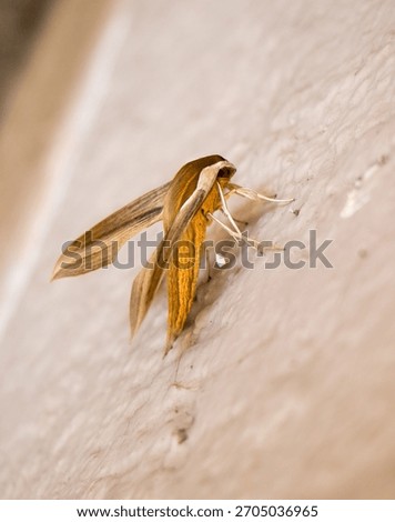 moth insect bug alien amazing